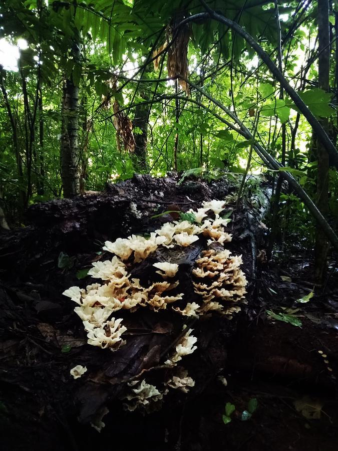 Posada Camboata Aristóbulo del Valle エクステリア 写真